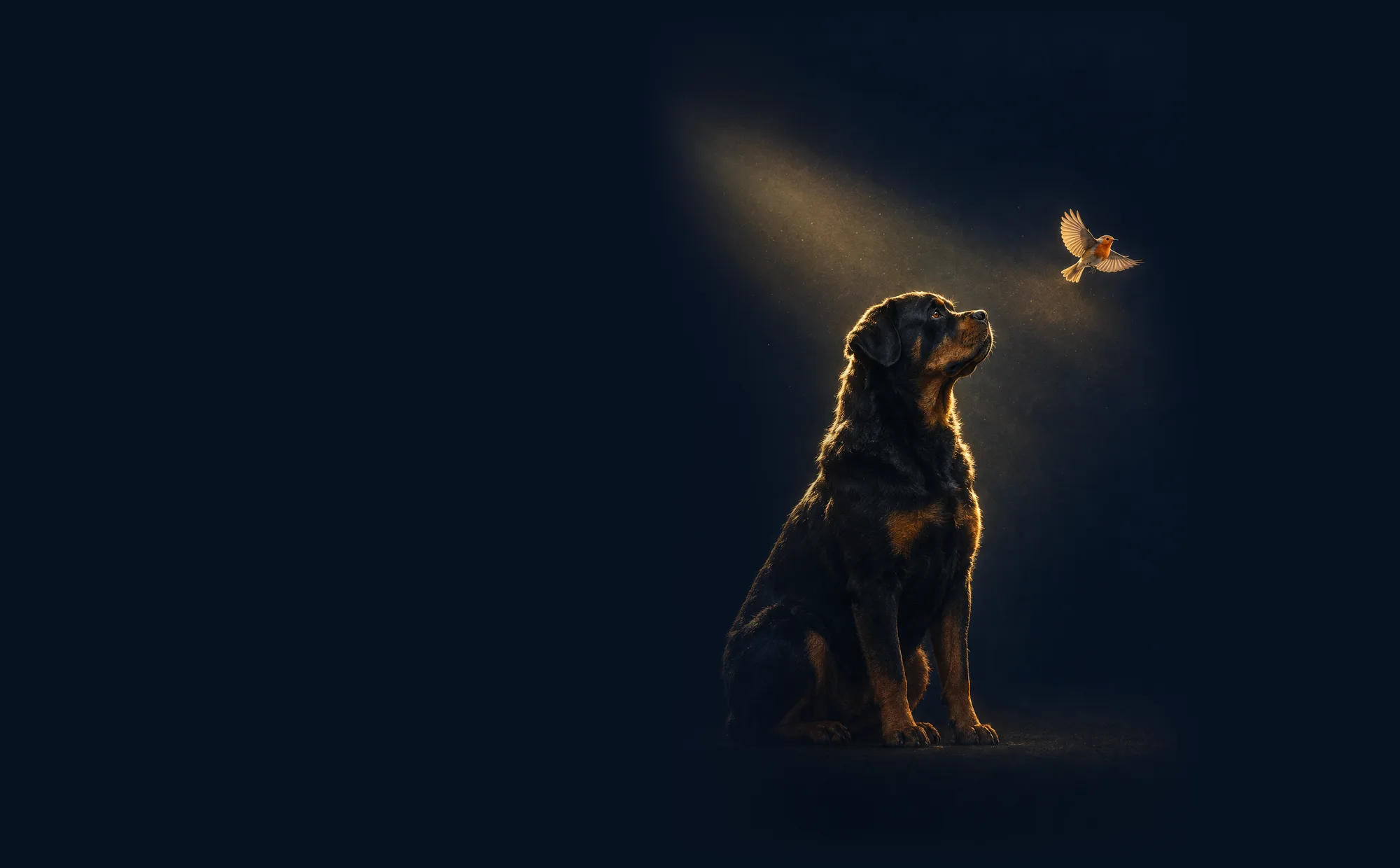 Rottweiler sitzt im goldenen Lichtkegel und blickt zu einem Rotkehlchen auf, das über ihm fliegt